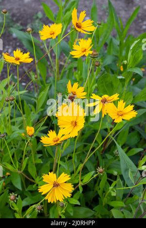 Der großblütige Ticksaat, Coreopsis grandiflora, blüht im Garten mit gelben Blüten Stockfoto