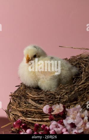 Nahaufnahme des Osterküchzens in einem Nest auf dem rosa Hintergrund Stockfoto