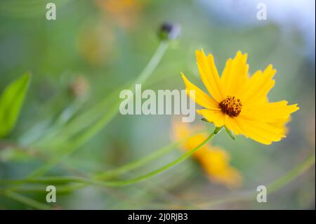 Der großblütige Ticksaat, Coreopsis grandiflora, blüht im Garten mit gelben Blüten Stockfoto