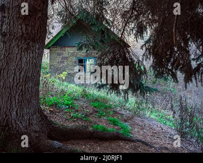 Ein altes kleines verlassene Haus steht auf überwucherter Lichtung im Wald Stockfoto