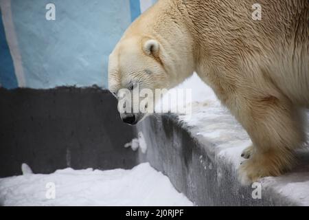 Nahaufnahme des Eisbären-Porträts. Das Bild enthält den Kopierbereich Stockfoto