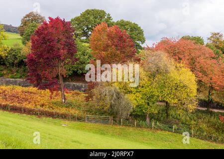 Herbstfarben auf Bäumen in den Brecon Beacons in Wales, Großbritannien Stockfoto