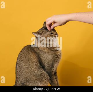 Erwachsene graue Katze, kurzhaarige schottische geradohrige Katze, sitzt auf einem gelben Hintergrund. Die Hand einer Frau streichelte den Kopf eines Tieres Stockfoto