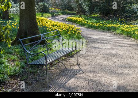 Eine Metallbank, die im Frühjahr 2022 in der Nähe von Blumenbeeten mit Narzissen gesehen wurde. Stockfoto