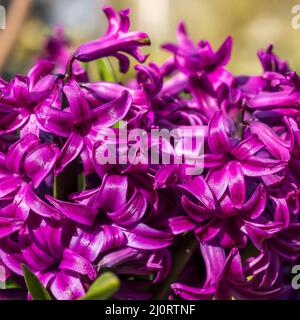 Hyacinthus Orientalis "Miss Saigon" Stockfoto