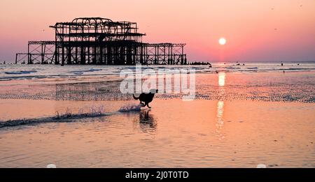 Brighton UK 20. March 2022 - Hunde spielen im Meer, wenn die Sonne hinter Brighton's West Pier am Frühlings-Tagundnachtgleiche untergeht, da sich das warme, sonnige Wetter in ganz Großbritannien in der nächsten Woche fortsetzen wird : Credit Simon Dack / Alamy Live News Stockfoto