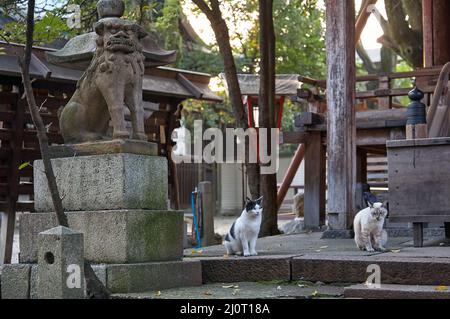 Zwei Katzen sitzen in der Nähe des Komainu Löwenhundes am Eingang zum Tempel. Kyoto. Japan Stockfoto