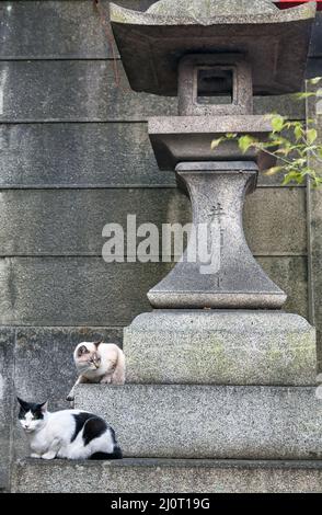 Zwei Katzen sitzen auf der Basis einer Laterne aus Stein. Kyoto. Japan Stockfoto