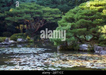 Die malerischen kultivierten Pinien im Garten des Heian-jingu Shrine. Kyoto. Japan Stockfoto