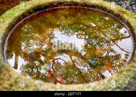 Spiegelung von Ahornbäumen im Wasser des Waschbeckens im Tempelgarten. Kyoto. Japan Stockfoto