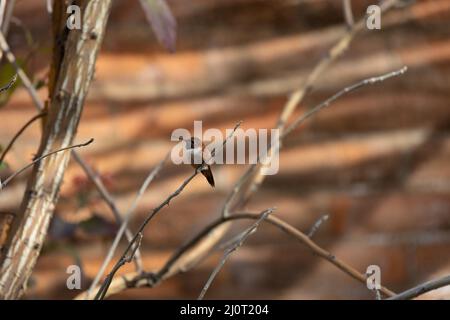 Rufous Kolibri auf einem Ast Stockfoto