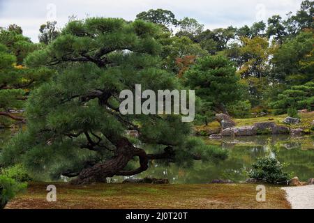 Die malerische kultivierte Kiefer im Garten des Kinkaku-ji-Tempels. Kyoto. Japan Stockfoto