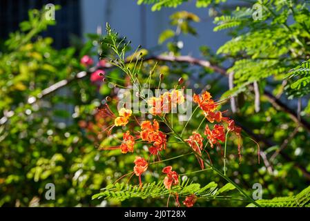 Malerischer Blick auf Caesalpinia-Blumen mit grünen Blättern in einem Garten auf einem verschwommenen Hintergrund Stockfoto