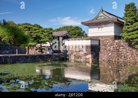 Der Kikyo-bori-Graben ist um den Kaiserpalast von Tokio herum mit Wasserpflanzen überwuchert. Tokio. Japan Stockfoto