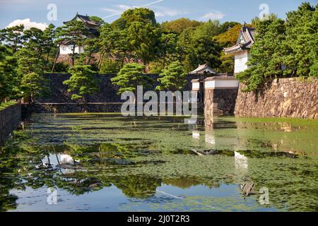 Der Kikyo-bori-Graben ist um den Kaiserpalast von Tokio herum mit Wasserpflanzen überwuchert. Tokio. Japan Stockfoto