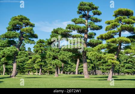 Die japanischen Black Pines wurden auf dem grünen Rasen des Kokyo Gaien National Garden gepflanzt. Tokio. Japan Stockfoto