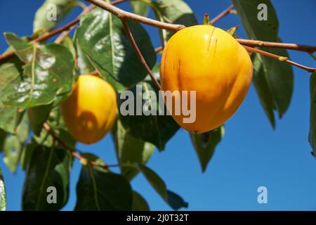 Japanischer Kaki (Diospyros kaki) oder Kaki, der auf einem Ast eines Baumes auf blauem Himmel hängt. Japan Stockfoto