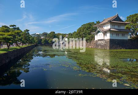 Der Kikyo-bori-Graben ist um den Kaiserpalast von Tokio herum mit Wasserpflanzen überwuchert. Tokio. Japan Stockfoto