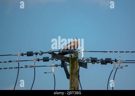 Ein wilder roter Drachen (Milvus milvus), der auf einem hölzernen Strommast thront Stockfoto