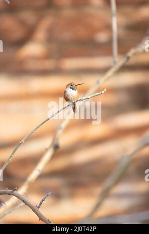 Rufous Kolibri auf einem Ast Stockfoto