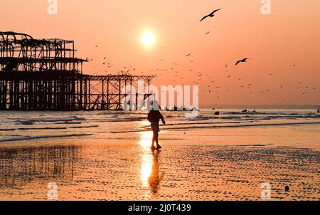 Brighton UK 20. März 2022 - die Vögel beginnen während der Frühlings-Tagundnachtgleiche am West Pier in Brighton bei Sonnenuntergang zu schlafen, da das warme sonnige Wetter in der nächsten Woche in ganz Großbritannien anhält : Credit Simon Dack / Alamy Live News Stockfoto