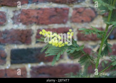 Schöne gelbe zarte kugelförmige Mimosenblüten mit grün gefiedertem Laub Stockfoto