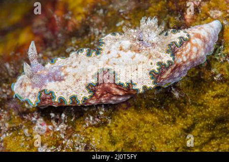 Nudibranch, Glossodoris acosti, mit drei Rhinophores, eine genetische Anomalie, Alor, Nusa Tenggara, Indonesien, Pazifik Stockfoto