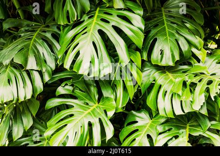 Grüne Blätter der Monstera philodendron-Pflanze, die in freier Wildbahn, der tropischen Waldpflanze, wächst. Stockfoto