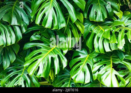 Grüne Blätter der Monstera philodendron-Pflanze, die in freier Wildbahn, der tropischen Waldpflanze, wächst. Stockfoto