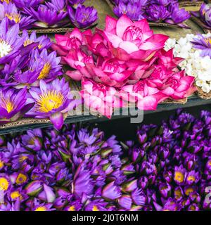 Blumen anbieten. Die Menschen bringen Blumen in den Tempel. Kandy, Sri Lanka. Stockfoto