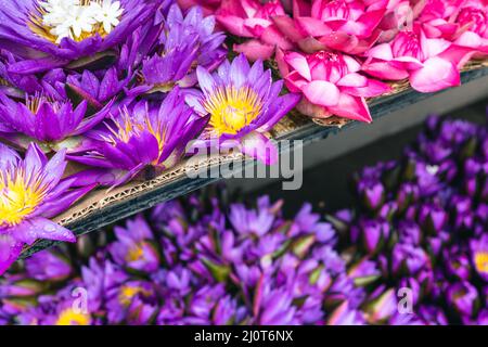 Blumen anbieten. Die Menschen bringen Blumen in den Tempel. Kandy, Sri Lanka. Stockfoto