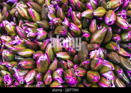 Blumen anbieten. Die Menschen bringen Blumen in den Tempel. Kandy, Sri Lanka. Stockfoto