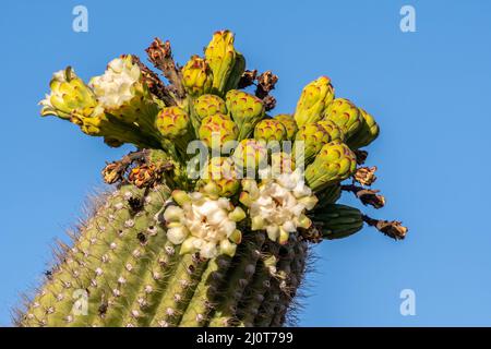 Eine blühende Pflanze im Saguaro National Park, Arizona Stockfoto