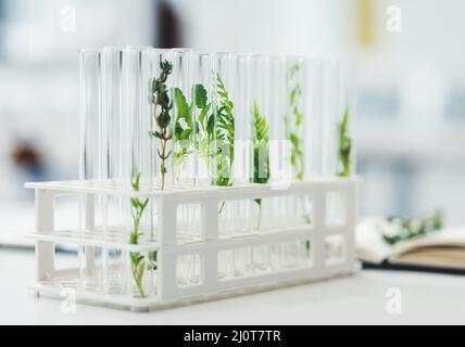 Die Ergebnisse dieses Experiments werden interessant sein. Stillleben von Reagenzgläsern mit verschiedenen Pflanzenarten in einem Labor. Stockfoto