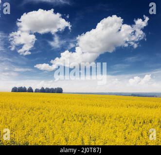 Gelb vergewaltigt Blumen und blauer Himmel mit Wolken. Ukraine, Europa. Beauty-Welt. Stockfoto