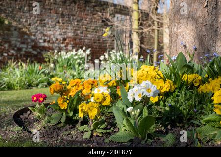 Frühlingserwachen in den Eastcote House Gardens im Borough of Hillingdon, London, Großbritannien. Bunte Primeln in den Blumenbeeten außerhalb des ummauerten Gartens. Stockfoto