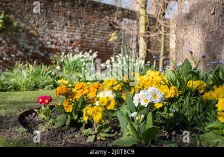 Frühlingserwachen in den Eastcote House Gardens im Borough of Hillingdon, London, Großbritannien. Bunte Primeln in den Blumenbeeten außerhalb des ummauerten Gartens. Stockfoto