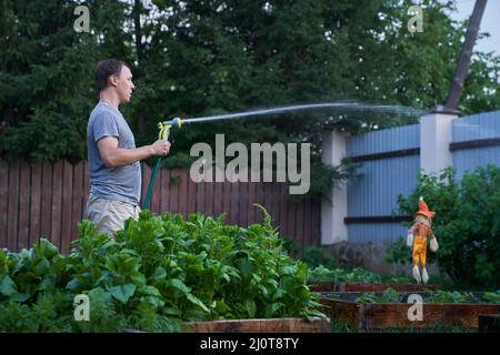 Wasserstrahlspritzen bei Tageslicht. Ein Mann bewässert im Garten vor dem Hintergrund eines Eisenzauens Pflanzen im Freien. Garten- und Hobbykonzept. Hochwertige Fotos Stockfoto