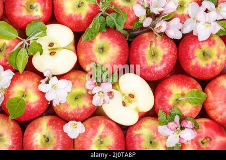 Apfelfrüchte rote Apfelfrüchte mit Blüten und Blättern von oben Stockfoto