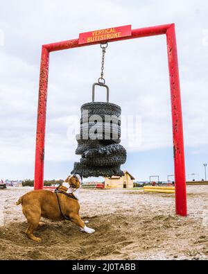 Lance Cpl. Manny, das Maskottchen des Marine Corps Recruit Depot (MCRD) San Diego, testet die Haltbarkeit eines Bajonett-Angriffskurses auf dem MCRD San Diego, 19. Januar 2022. Manny ist nach Sgt benannt. Johnny R. Manuelito, einer der ‘Original 29’ Navajo Code Talkers. (US Marine Corps Foto von Sgt. Christopher Madero) Stockfoto