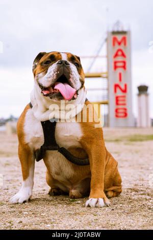 Lance Cpl. Manny, das Maskottchen des Marine Corps Recruit Depot (MCRD) San Diego, beaufsichtigt die Trainingsbereiche auf der MCRD San Diego, 19. Januar 2022. Manny ist nach Sgt benannt. Johnny R. Manuelito, einer der ‘Original 29’ Navajo Code Talkers. (US Marine Corps Foto von Sgt. Christopher Madero) Stockfoto