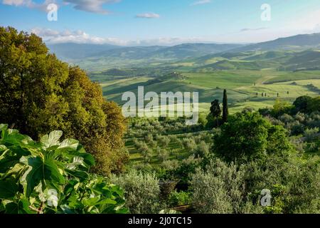 Landschaft des Val d ' Orcia in der Nähe von Pienza in der Toskana Stockfoto