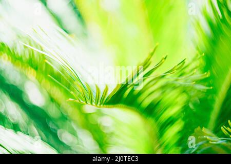 Grünes Blatt der Dattelpalme. Makro Stockfoto