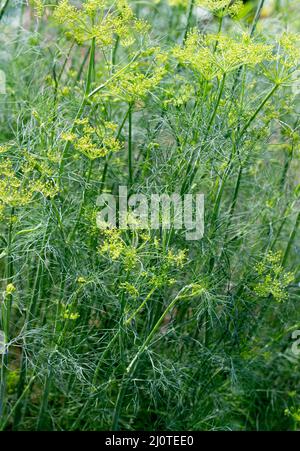 Dillpflanze im Garten. Dill blüht, blüht. Fenchelblätter. Hintergrund mit grünen Blättern. Stockfoto