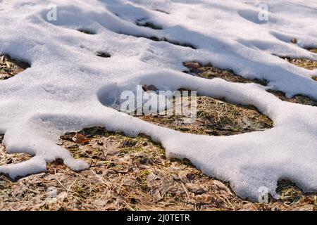 Schmelzender Schnee auf den Feldern im frühen Frühjahr. Natürlicher Frühlingshintergrund. Stockfoto