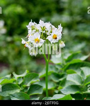 Kartoffelblüte. Weiß blühende Kartoffelblume auf dem Feld. Nahaufnahme Bio-Gemüseblümchen blühen im Garten. Stockfoto