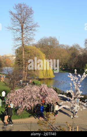 Schöne Blüte an einem sonnigen Märzwochenende im St James Park im Zentrum von London, Großbritannien Stockfoto