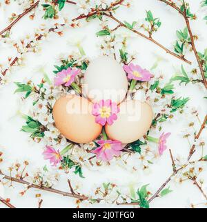 Drei Hühnereier in den blühenden Ästen und Blumen Primeln auf weißem Hintergrund. Nahaufnahme, Draufsicht. Das Konzept von EAS Stockfoto