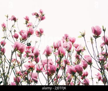 Tulpenbaum (Liriodendron tulipifera) mit rosa Blüten Nahaufnahme Stockfoto
