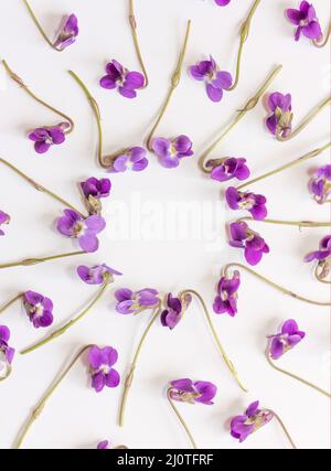 Rahmen aus Blumen violett auf weißem Hintergrund. Flach, Ansicht von oben Stockfoto
